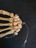 Real human hand bones for sale