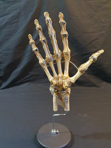 Vintage Auzoux Paris real human bone articulated hand medical model