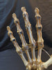 Vintage Auzoux Paris real human bone articulated hand medical model