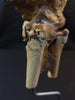 Vintage Auzoux Paris real human bone articulated hand medical model