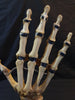 Vintage Auzoux Paris real human bone articulated hand medical model