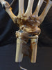 Vintage Auzoux Paris real human bone articulated hand medical model
