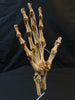 Vintage Auzoux Paris real human bone articulated hand medical model