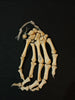 Real human hand bones for sale