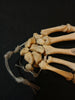 Real human hand bones for sale