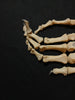 Real human hand bones for sale