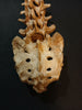Antique, medically prepared vertebral column / spine and sacrum