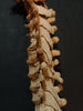 Antique, medically prepared vertebral column / spine and sacrum