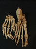 Antique articulated real human medical foot and hand.