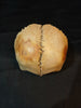 Antique real human frontal bone for sale 