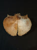 Antique real human frontal bone for sale 