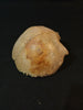Antique real human frontal bone for sale 