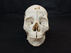 Real human medical prepared demonstration skull for sale