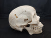 Real human medical prepared demonstration skull for sale