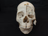 Real human medical prepared demonstration skull for sale