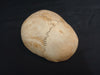 Real human cranium for sale
