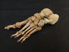 Real human articulated foot for sale
