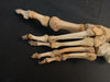 Real human articulated foot for sale