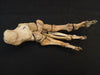 Real human articulated foot for sale