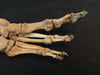 Real human articulated foot for sale