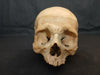 real human skull for sale