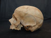 real human skull for sale