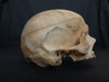 real human skull for sale