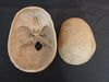 real human skull for sale