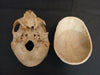 real human skull for sale