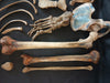  real human medical half skeleton without skull for sale