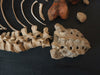  real human medical half skeleton without skull for sale