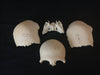 human disarticulated skull bones for sale