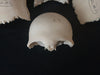 human disarticulated skull bones for sale