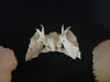 human disarticulated skull bones for sale