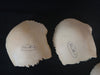 human disarticulated skull bones for sale
