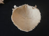 human disarticulated skull bones for sale
