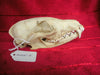 Fox skull