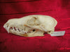 Fox skull