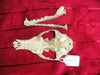 Fox skull