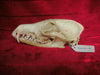 Fox skull