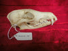Fox skull