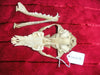 Fox skull