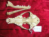 Fox skull