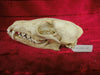 Fox skull