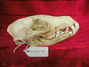 Fox skull