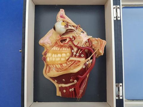 Antique German wax medical model showing muscles, nerves etc of the face.