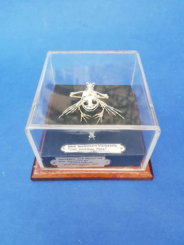 Vintage articulated frog skeleton school project 1952