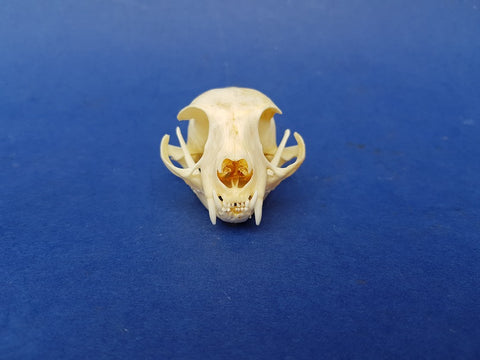 Perfect Domestic Cat skull (Felis catus)