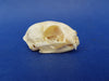 Perfect Domestic Cat skull for sale (Felis catus)