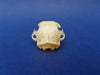 Perfect Domestic Cat skull for sale (Felis catus)